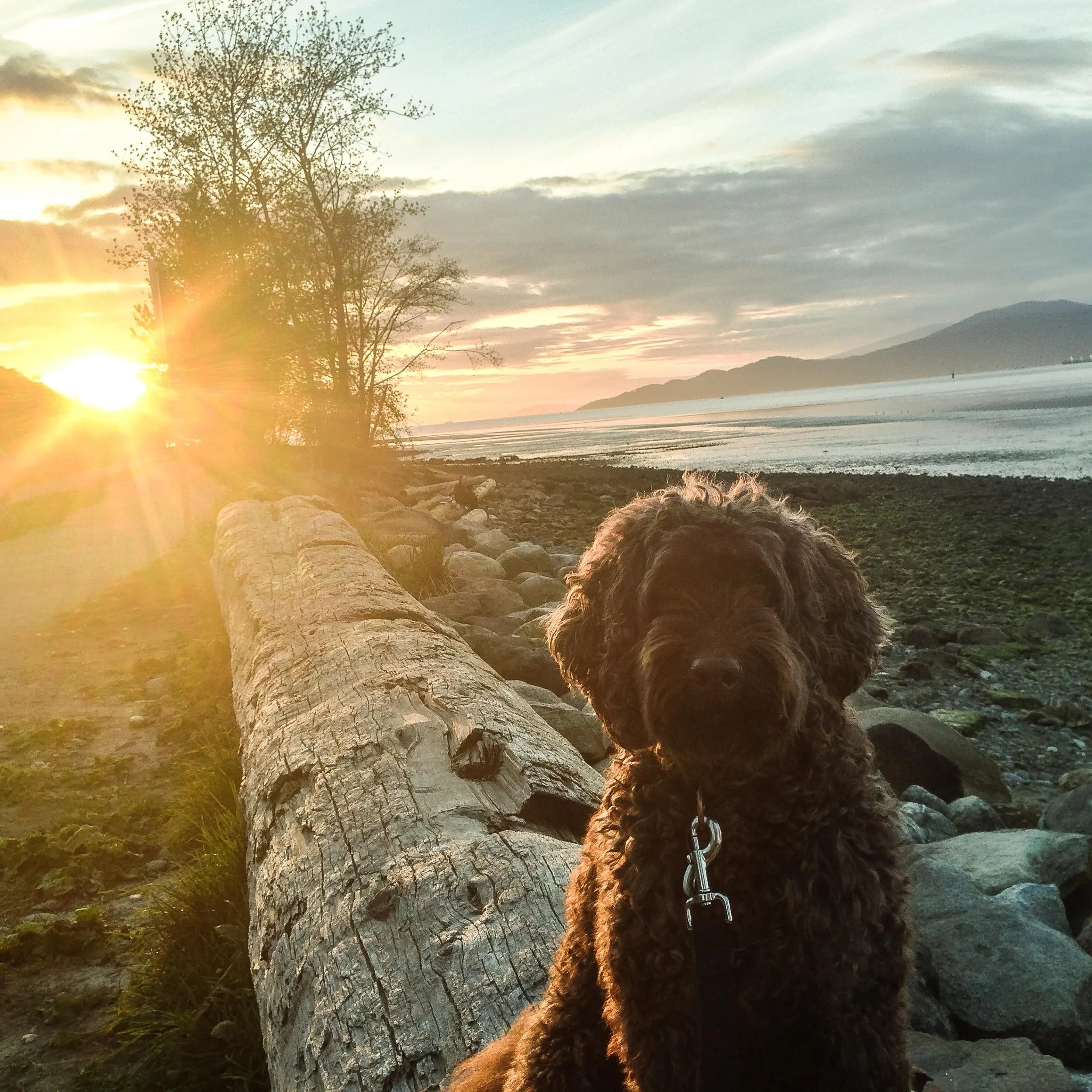 Charlie (September 21, 2009 - June 8, 2026)