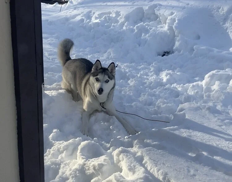 Be like a dog in the snow