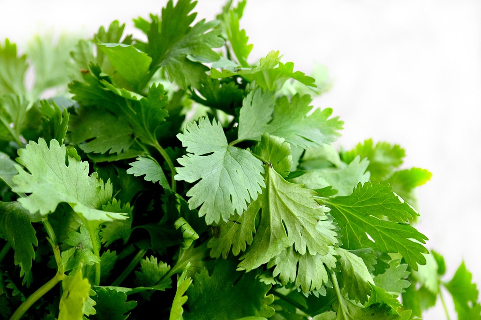 cilantro.jpg