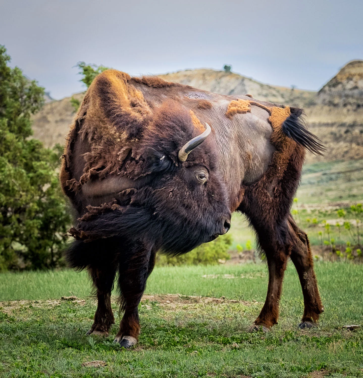 trnp-dustybuffalo.jpg
