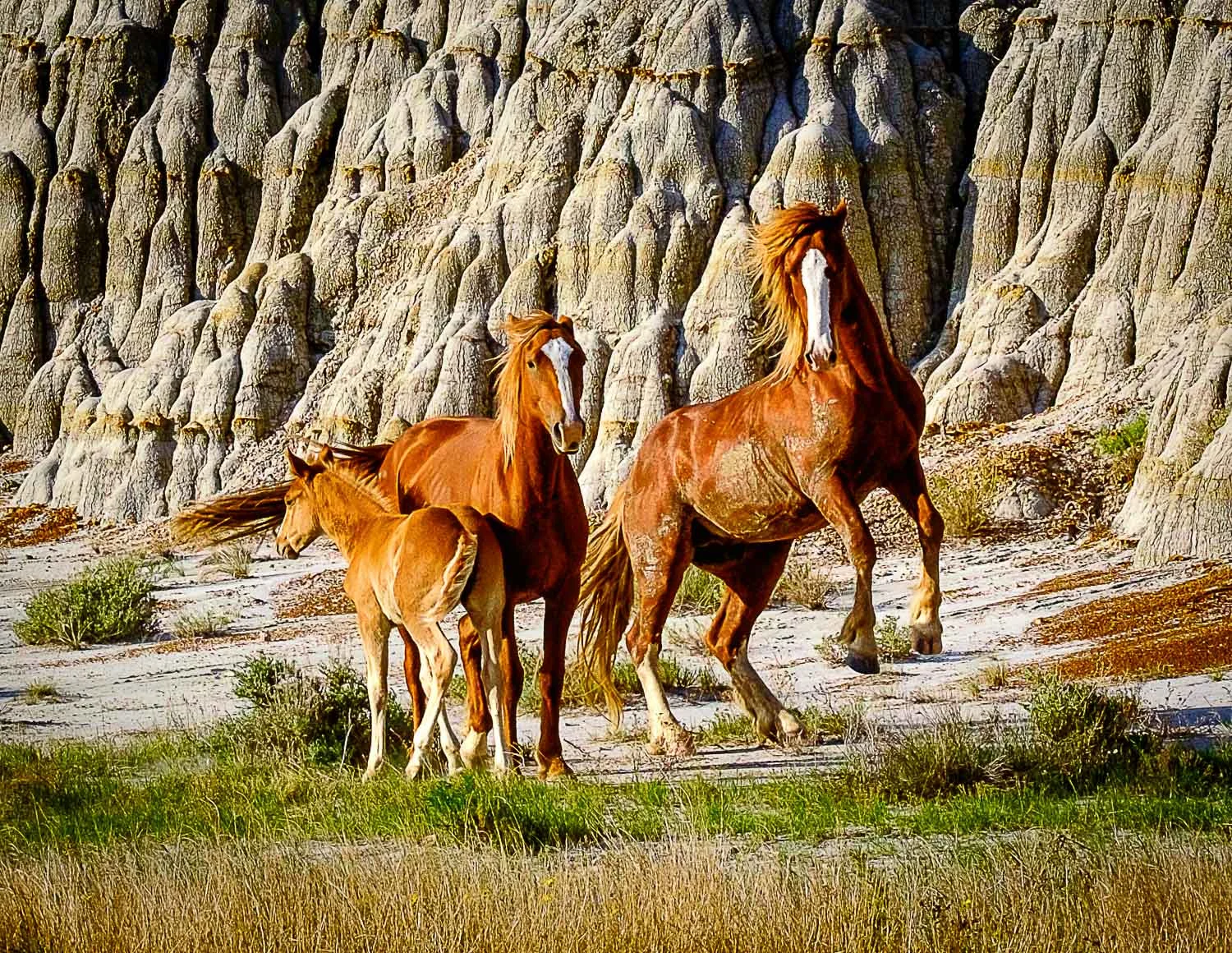 Wild Horse Family-2.jpg