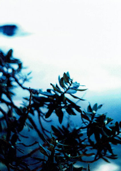 Pohutukawa Blue Ohope, New Zealand taken circa September 2005 CROSS-PROCESSED ANALOG FILM Limited edition of 7 _ 1000 x 800mm, white framed piece available. Available in a range of sizes and frame colour options- please enquire .