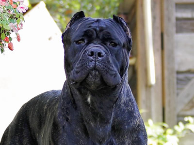 Omaggio Cane Corso