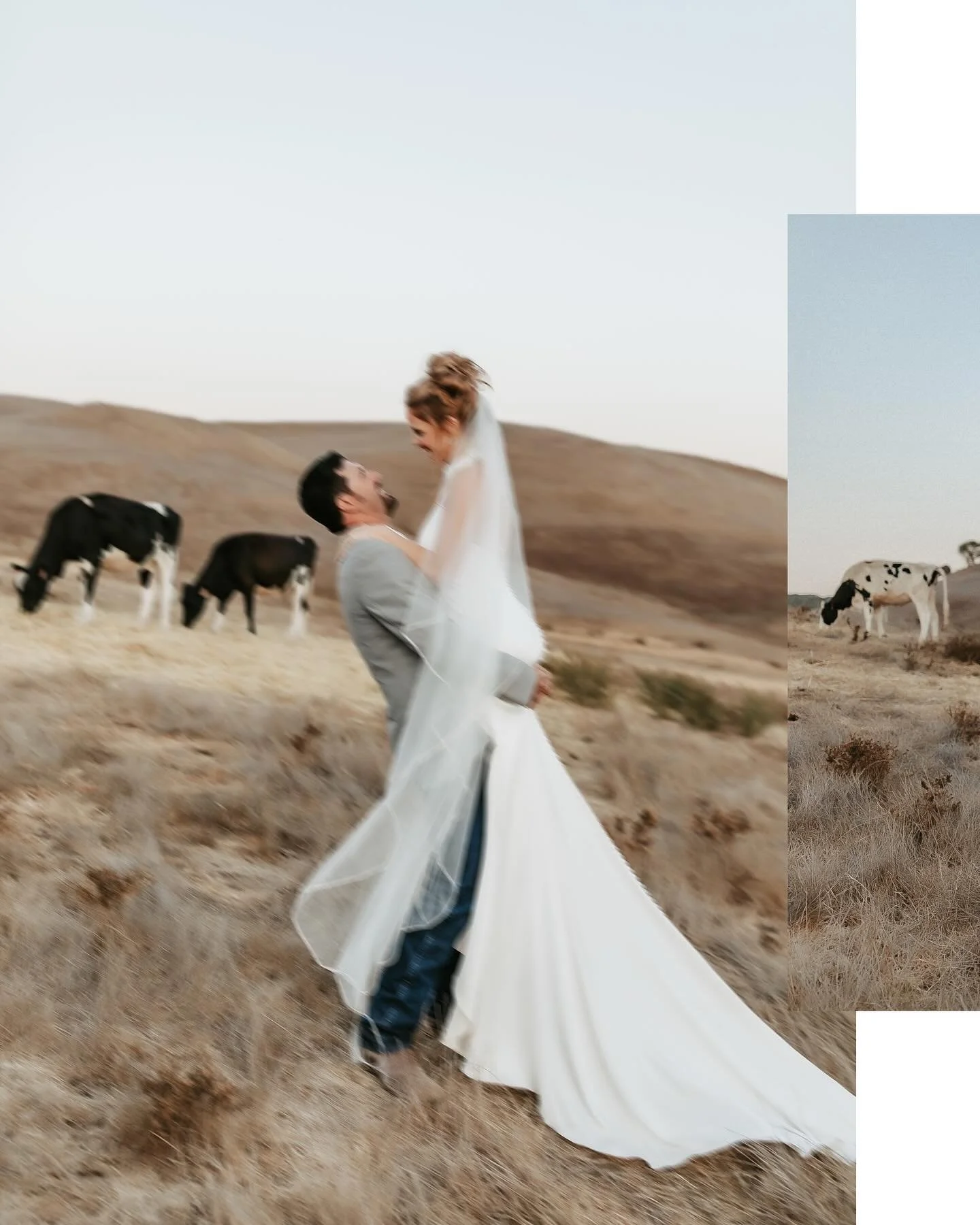 Blue hour magic with Jess, Ryan and the moo cows 👏🏼 🙌🏻
..
&hellip;
Venue: Plumbtree Ranch
Photography: @haileyhopkinsphotography 
DJ: @bayprodjs 
Catering: @lombardis_catering 
Hair and makeup : @brenna.thefox  @thefoxon4th 
Cake: @cakes_by_kelly