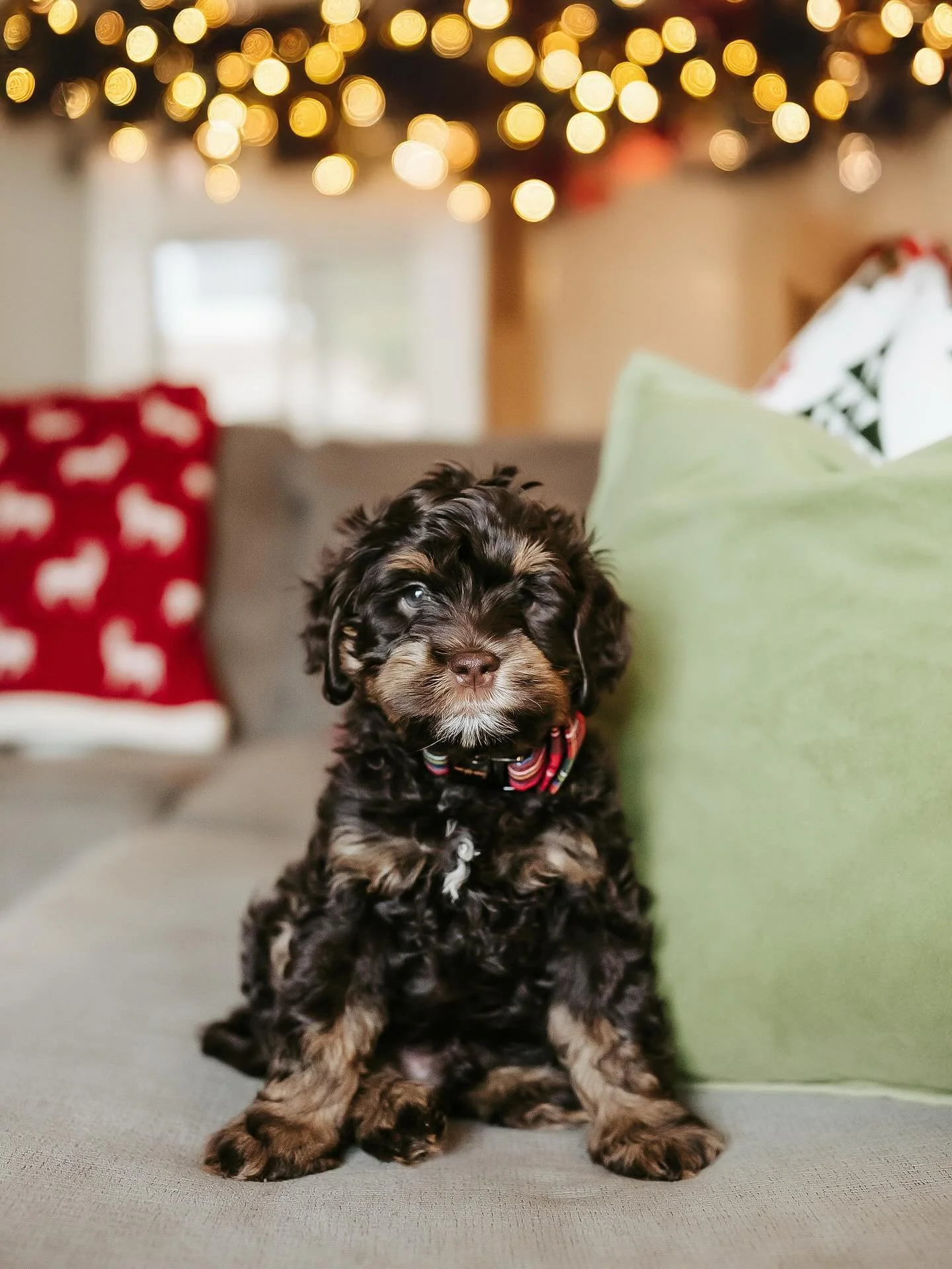 Meet Murphy. He&rsquo;s 8 weeks old and we surprised the kids with him yesterday. I don&rsquo;t think I&rsquo;ve ever seen them so happy 🥹😍. The best Christmas surprise!
.
..
&hellip;
&hellip;
.
.
&hellip;
.
.
.
...
#sonomacountyphotographer #santa