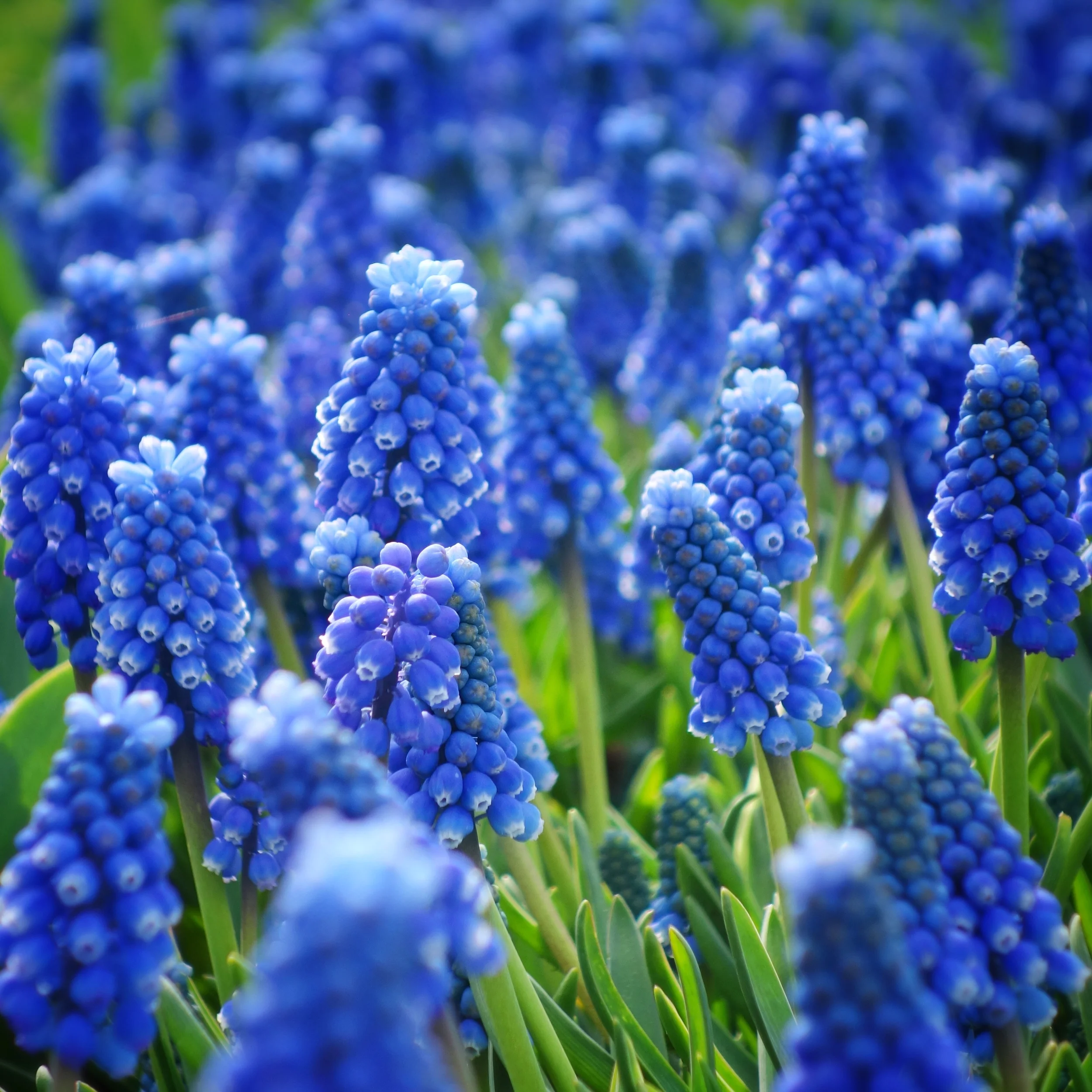 Hyacinths in Keukenhof