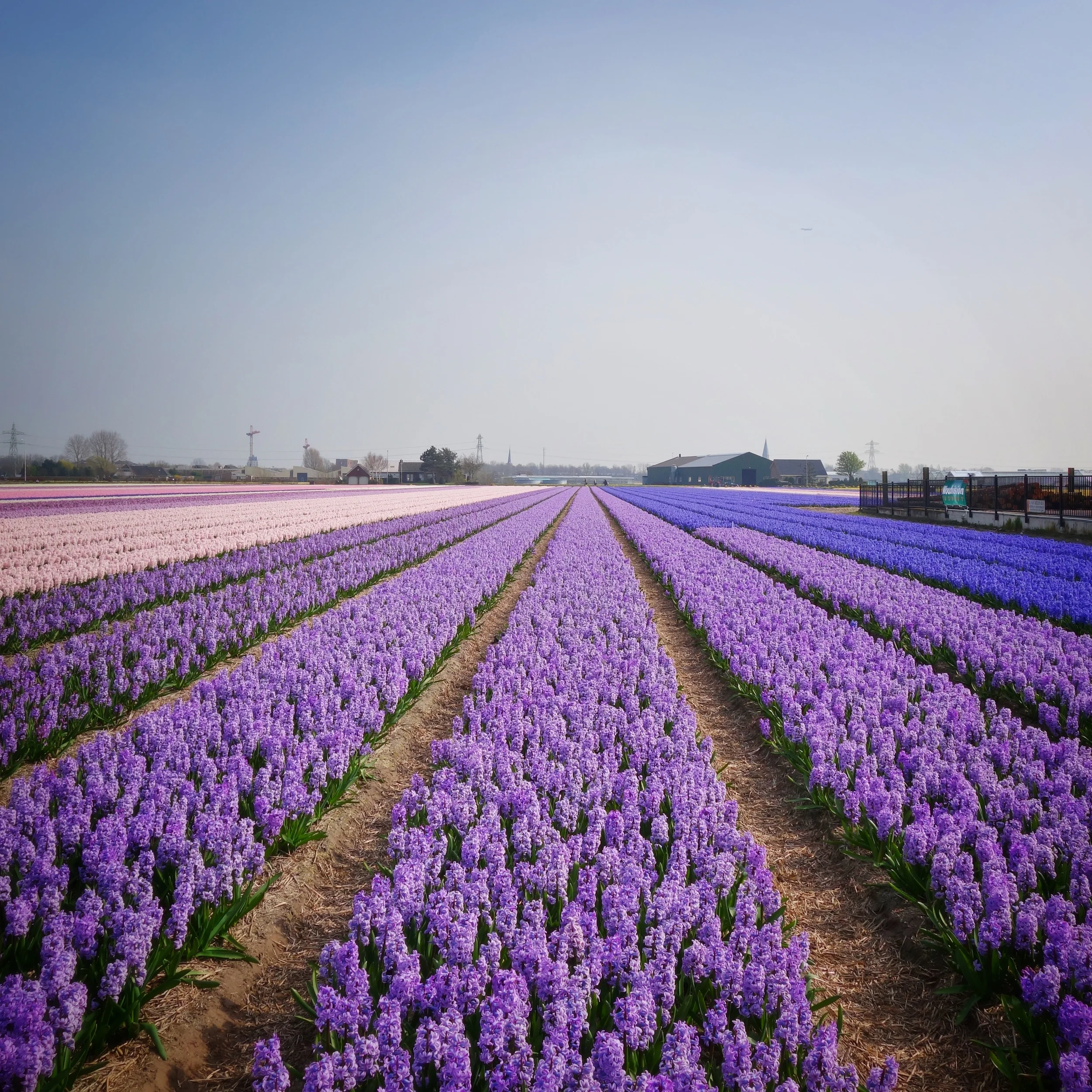 Hyacinth fields, Lisse, Netherlands