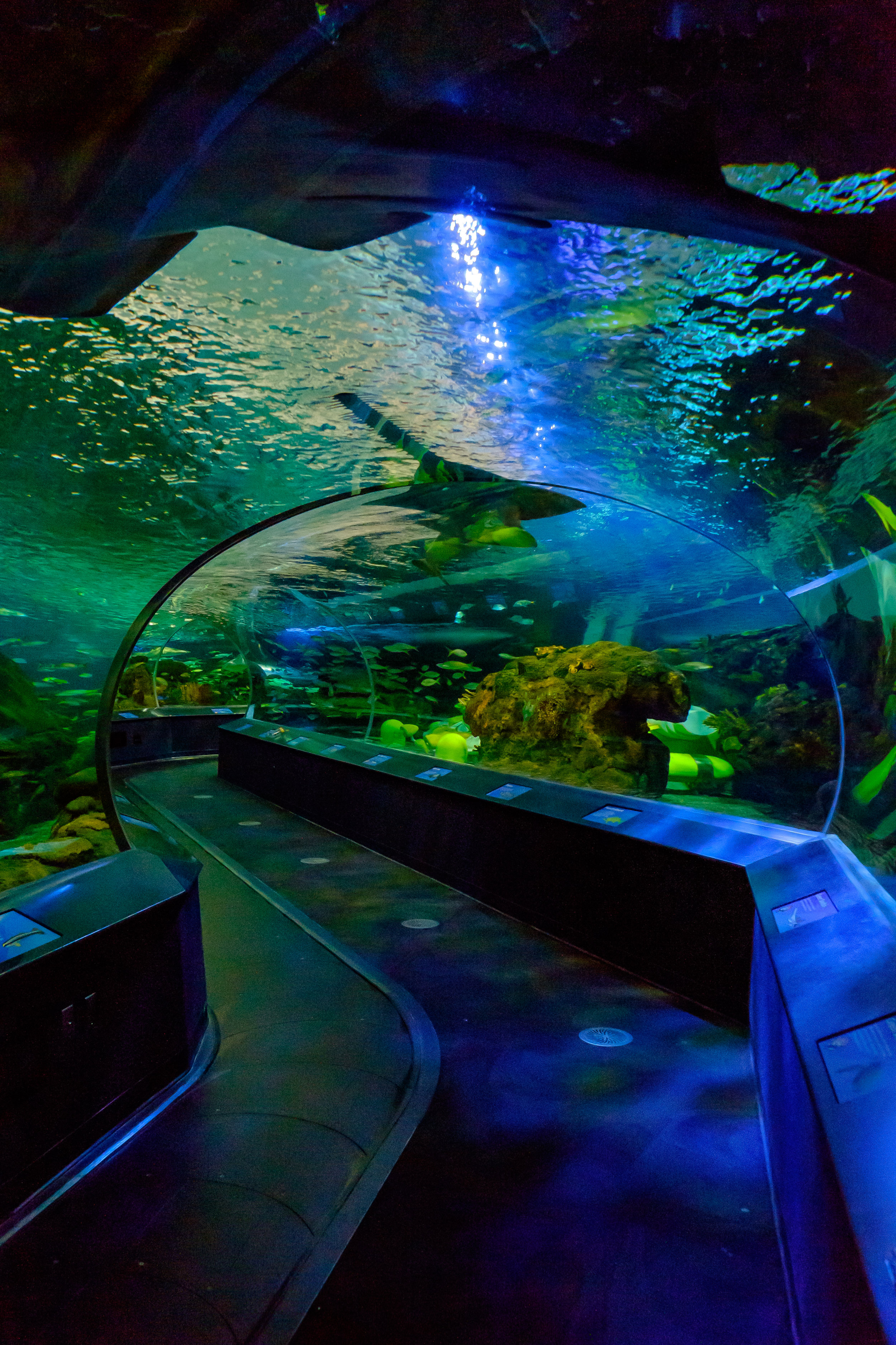 Ripley's Aquarium of Toronto