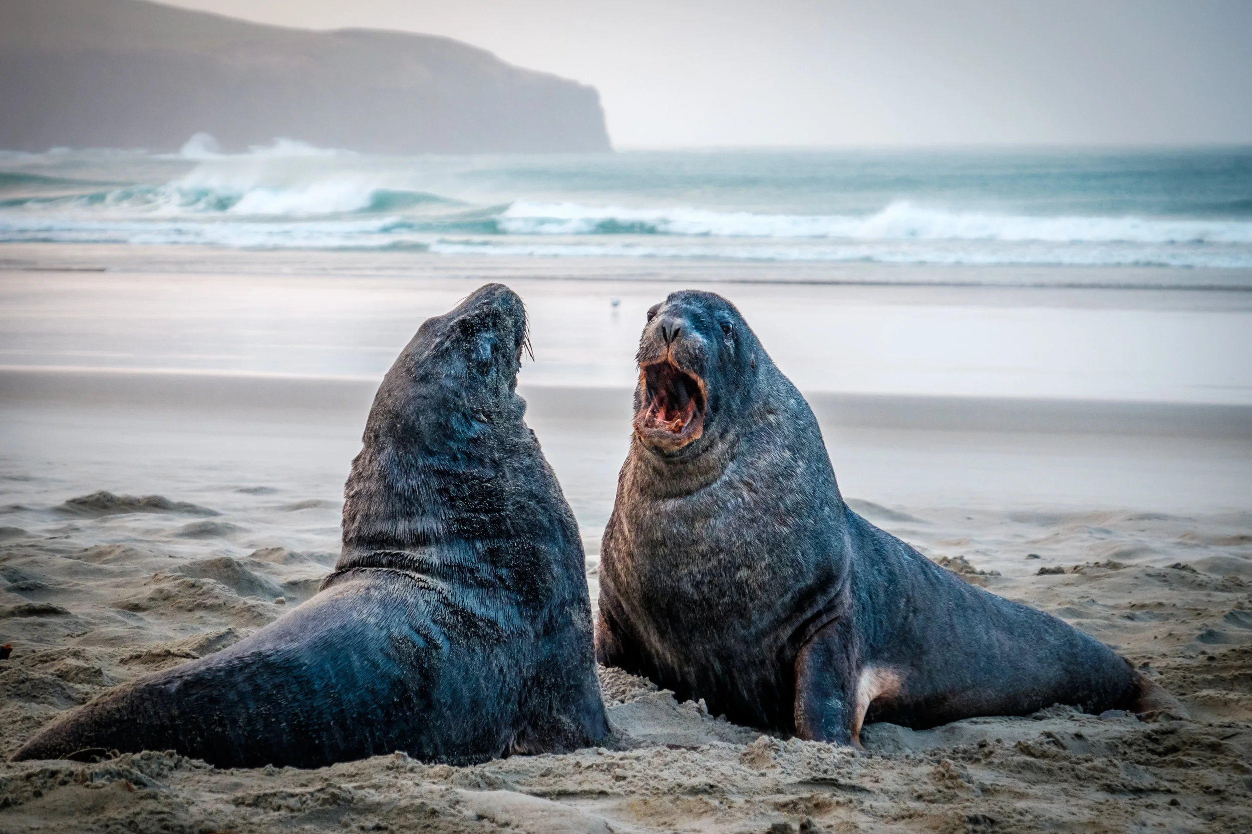 Sea Lions fighting on beach