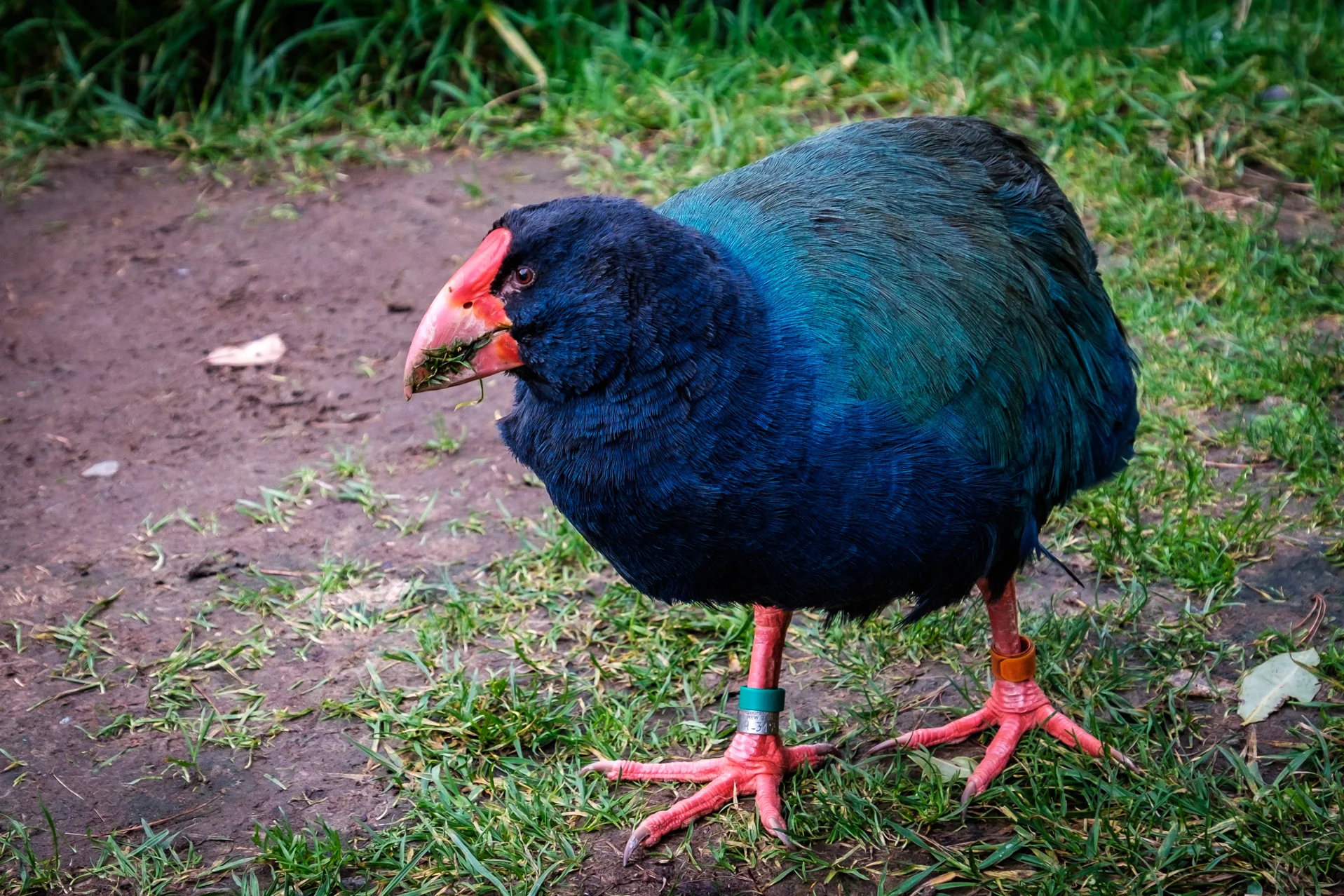 Takahé bird