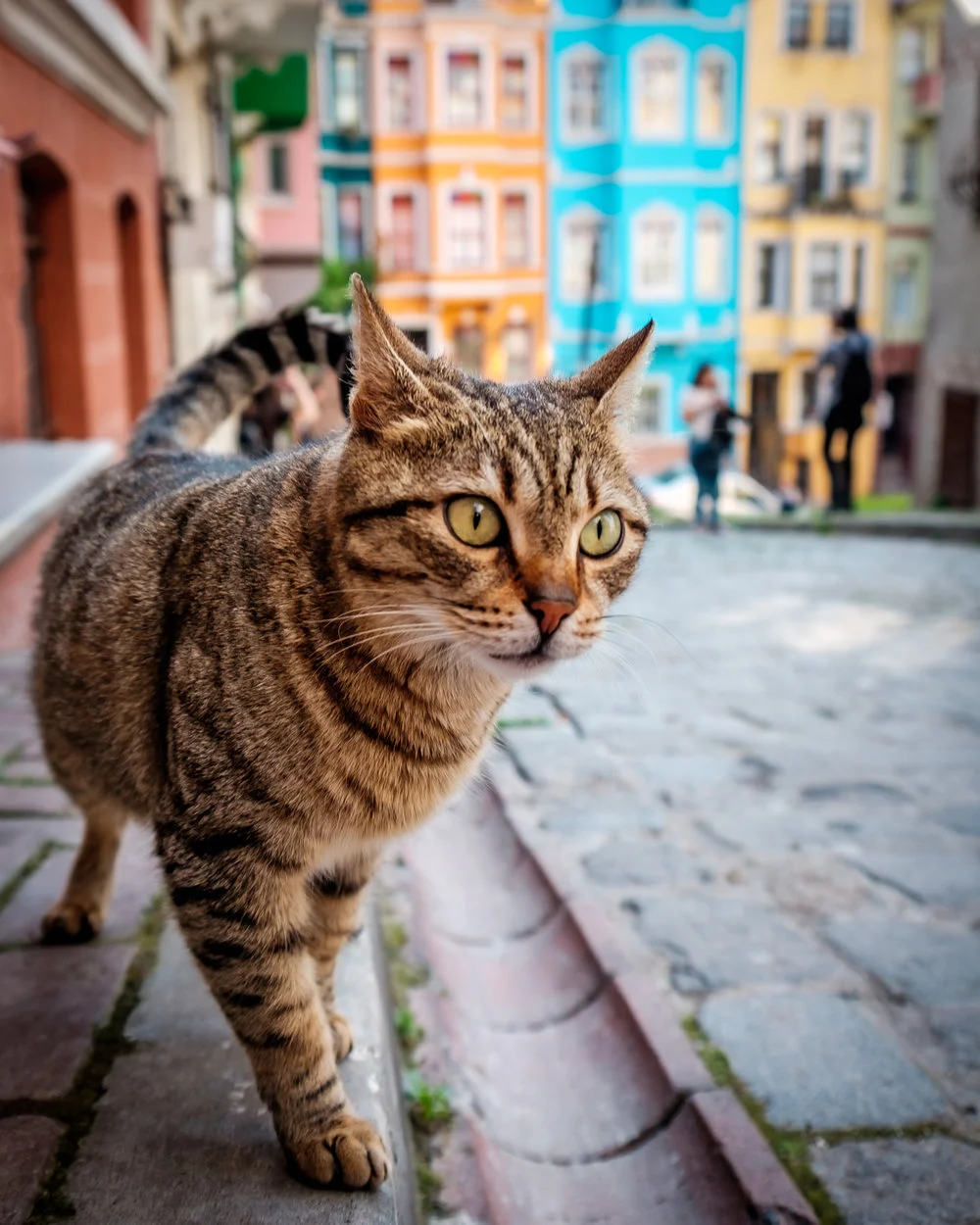 Cat walking in Balat neighbourhood