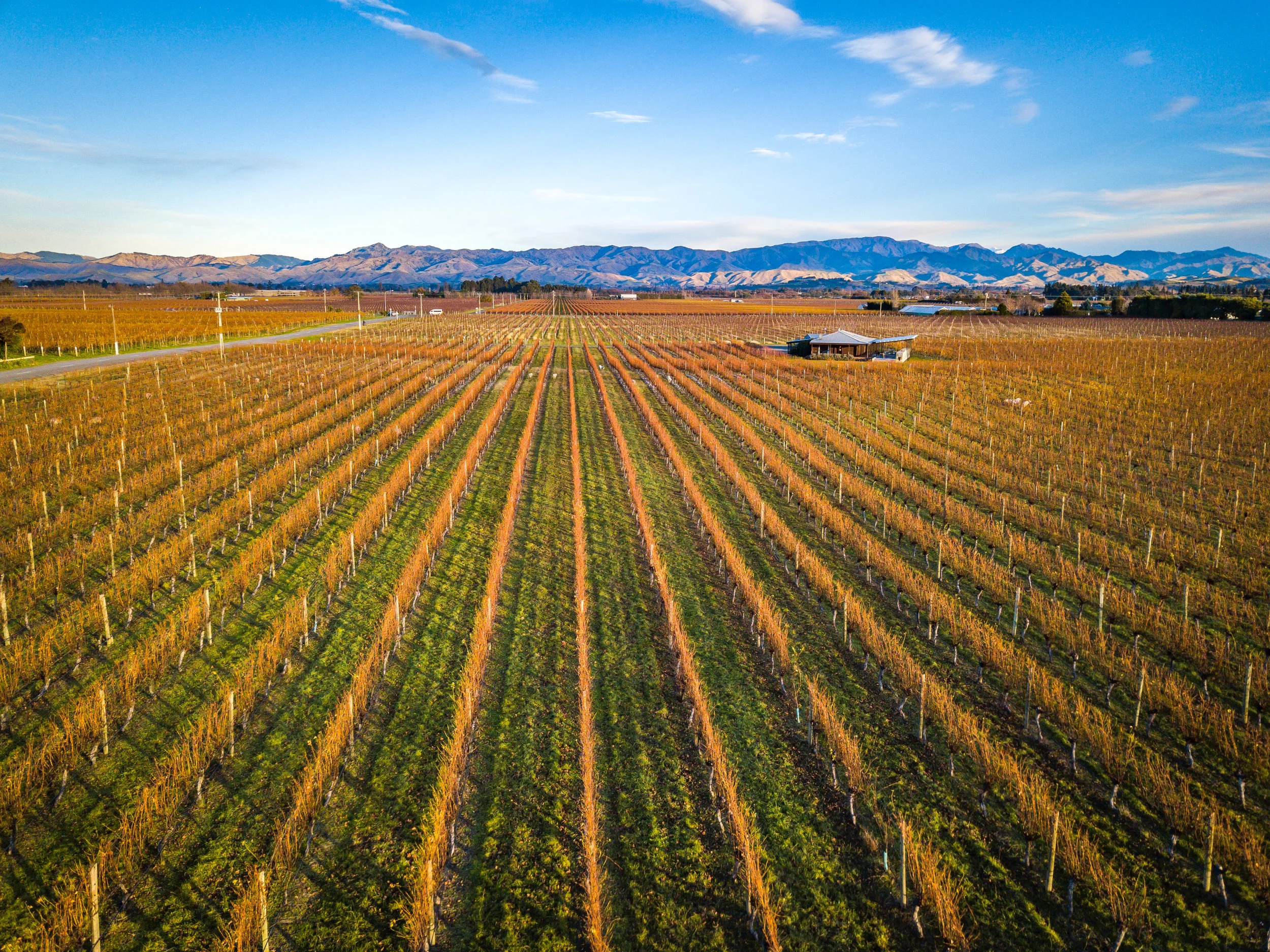 Endless vineyards