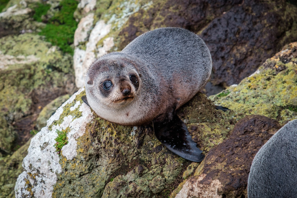 Little Fur Seal