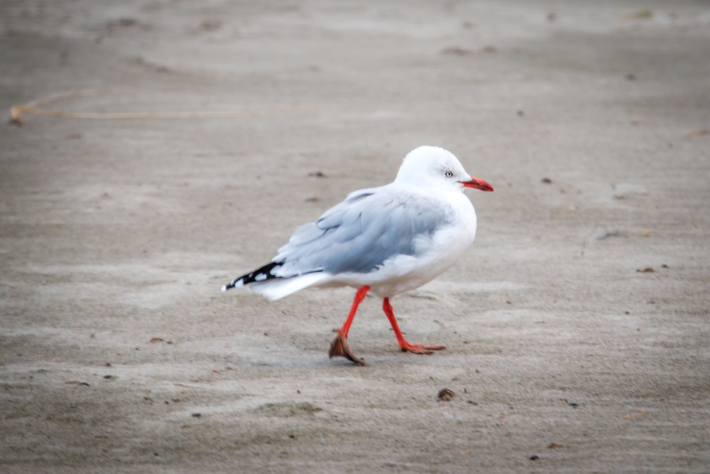 walking Seagull 