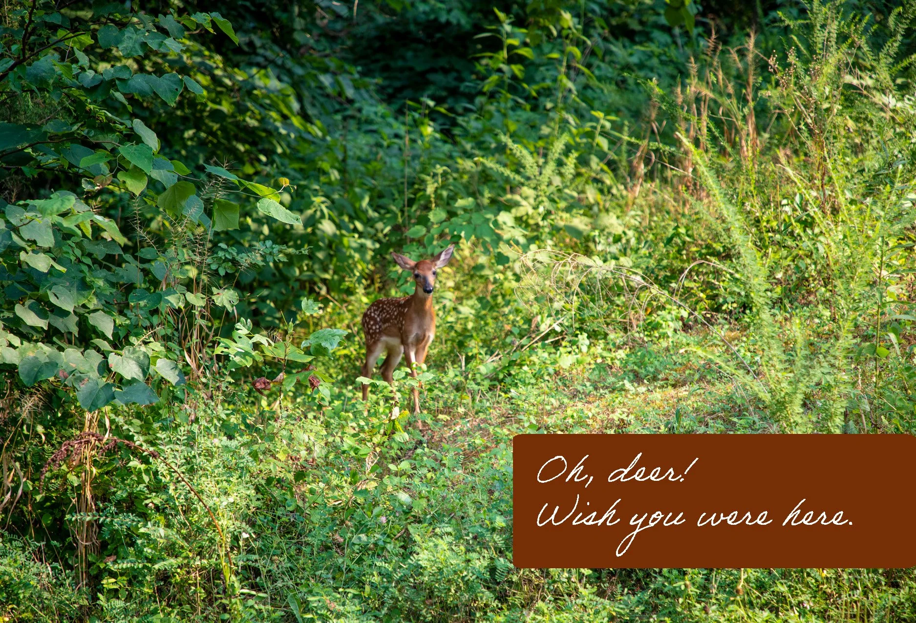 Deer, front and back_Page_1.jpg