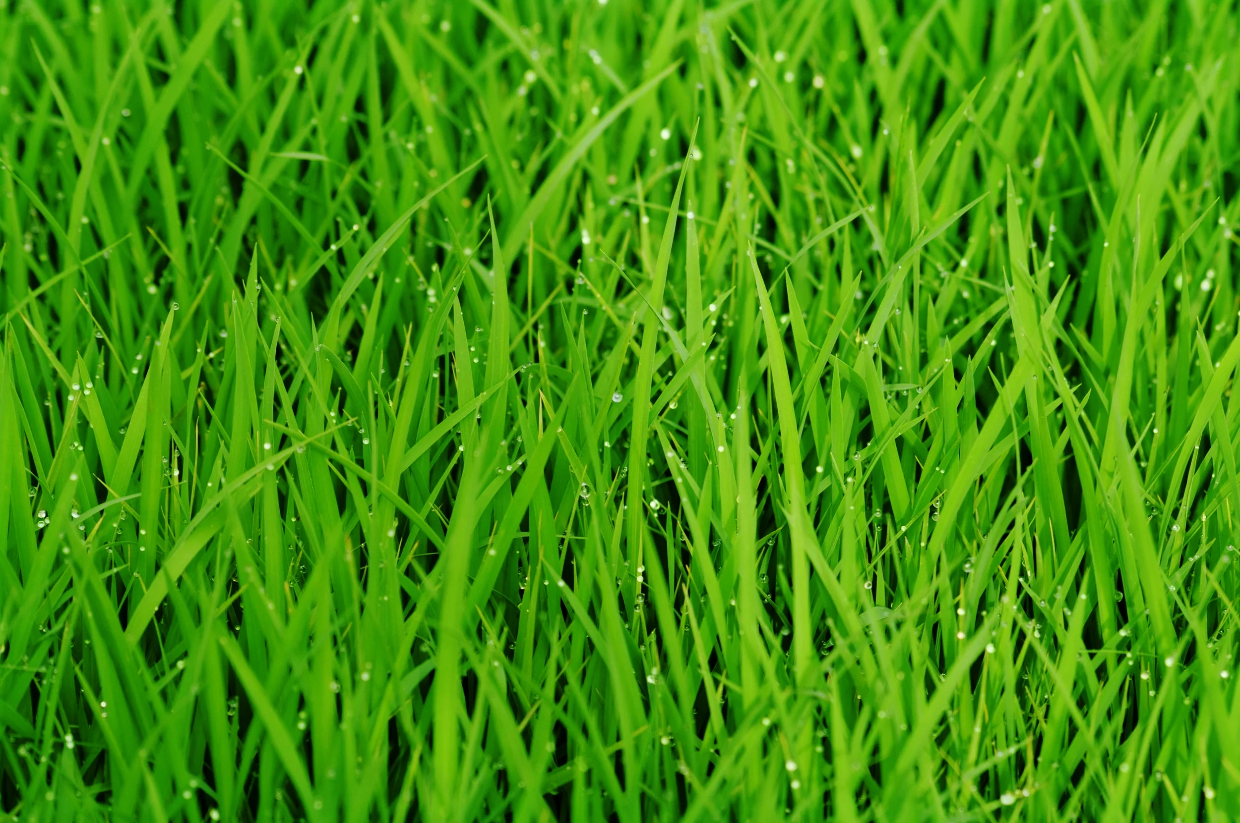 Real Grass.jpeg