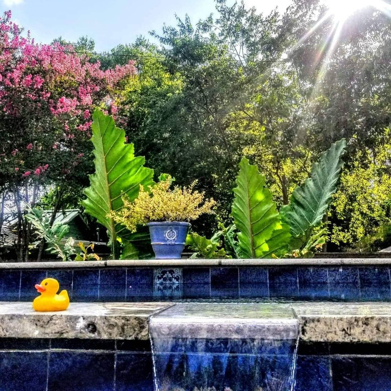 Let us plan your poolside landscape! 🥽 💦
Contact us now to schedule an appointment.
.
.
.
.
#poolside #staycation #backyardpool  #pools #pooltime #familytime