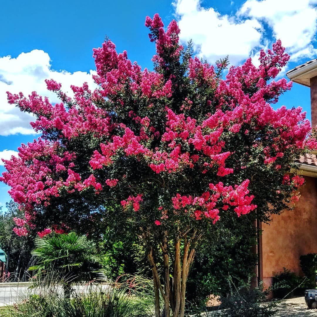 One of our clients Crepe Myrtles in the midst of no rain!!!!