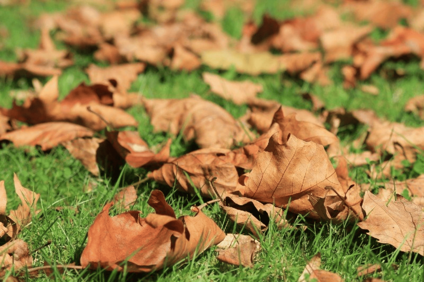 Fall cleanups and how leaving leaves in your yard can kill your grass