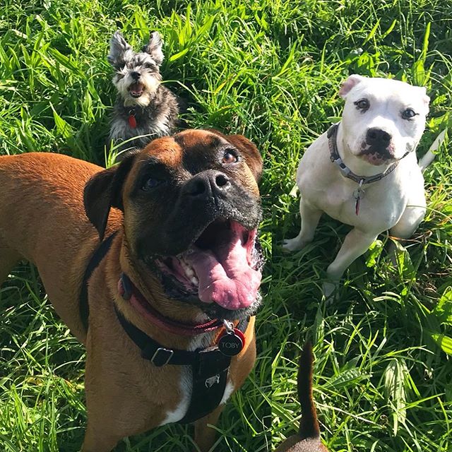 3 smiling pups ππΎ
-
-
-
#auckland #dogwalker #newzealand #dogsofnewzealand #doggiedaycare #daycare #nzdog #nzdogs #nzdogsoninstagram #aucklanddogs #dogsofnz #dogsofauckland #doglover #instadog #dogoftheday #dog #dogs #dogstagram #westauckland #aucklandcity #dogwalking #4leggedfun #adventure #aucklanddogwalker #specialisedinsmallpackwalks #individualoneononewalks #bushwalks #beachwalks