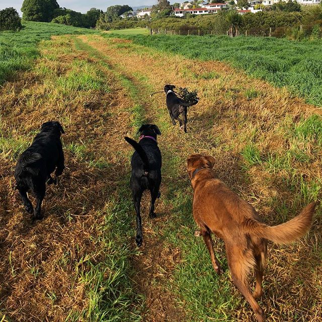 Maila, Holly, Maude & Betty off on their weekly adventure πΎππΎ
-
-
-
#auckland #dogwalker #newzealand #dogsofnewzealand #doggiedaycare #daycare #nzdog #nzdogs #nzdogsoninstagram #aucklanddogs #dogsofnz #dogsofauckland #doglover #instadog #dogoftheday #dog #dogs #dogstagram #westauckland #aucklandcity #dogwalking #4leggedfun #adventure #aucklanddogwalker #specialisedinsmallpackwalks #individualoneononewalks #bushwalks #beachwalks