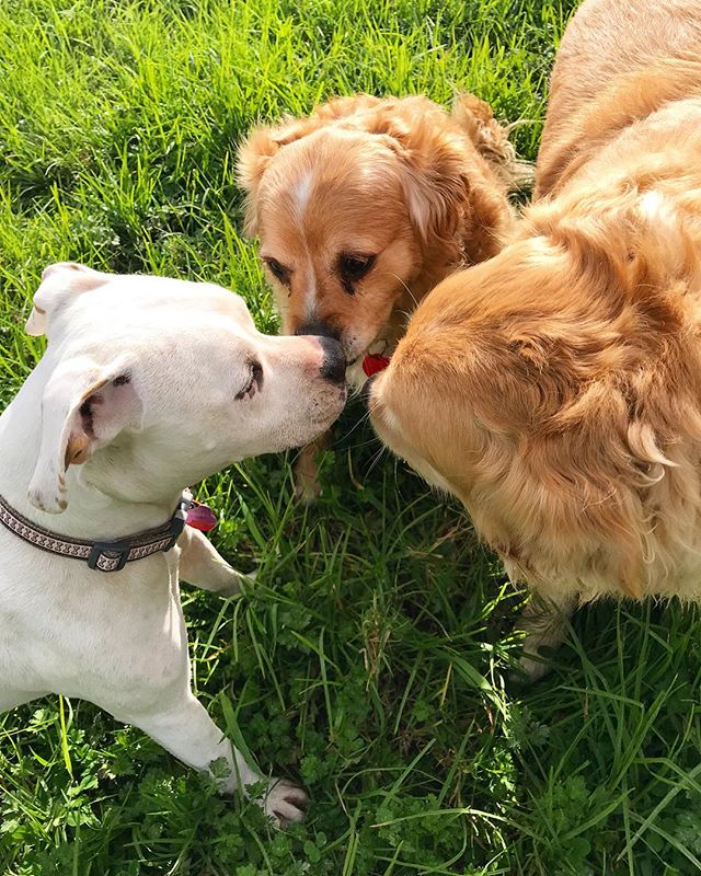 Lola introducing herself to the newbies π
-
-
-
#auckland #dogwalker #newzealand #dogsofnewzealand #doggiedaycare #daycare #nzdog #nzdogs #nzdogsoninstagram #aucklanddogs #dogsofnz #dogsofauckland #doglover #instadog #dogoftheday #dog #dogs #dogstagram #westauckland #aucklandcity #dogwalking #4leggedfun #adventure #aucklanddogwalker #specialisedinsmallpackwalks #individualoneononewalks #bushwalks #beachwalks