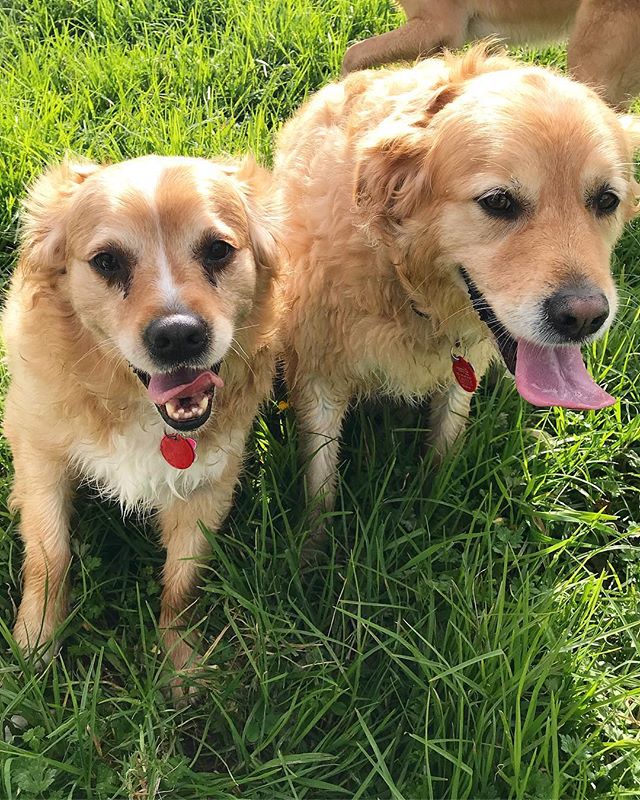 New crew members πΎπ Zoe & Zena π
-
-
-
#auckland #dogwalker #newzealand #dogsofnewzealand #doggiedaycare #daycare #nzdog #nzdogs #nzdogsoninstagram #aucklanddogs #dogsofnz #dogsofauckland #doglover #instadog #dogoftheday #dog #dogs #dogstagram #westauckland #aucklandcity #dogwalking #4leggedfun #adventure #aucklanddogwalker #specialisedinsmallpackwalks #individualoneononewalks #bushwalks #beachwalks