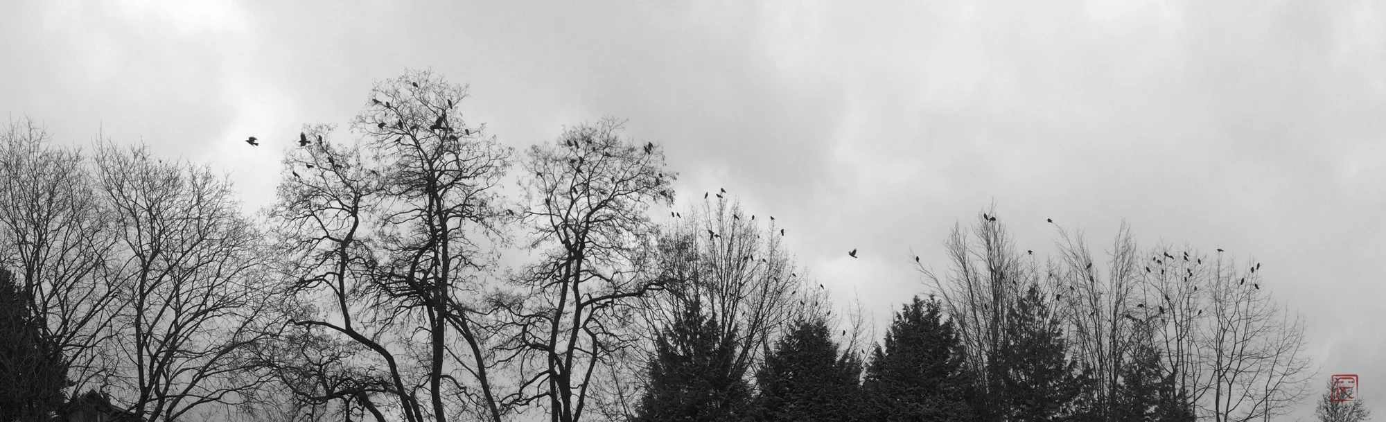 A crow gathering in a cold winter Vancouver afternoon.