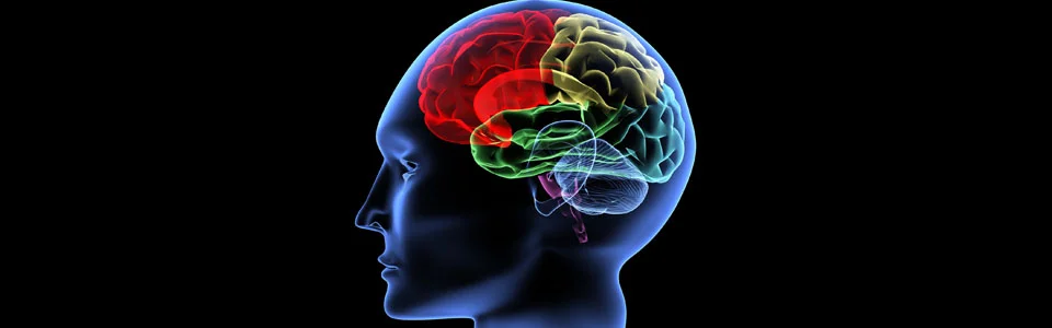 6.37 I'm very fond of my brain