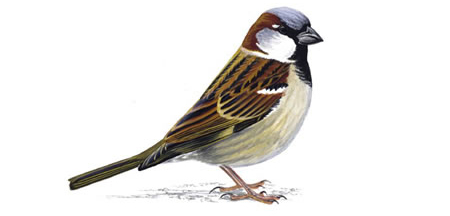 slider2-bird.jpg