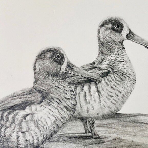 Pink-eared ducks / Melbourne wetlands