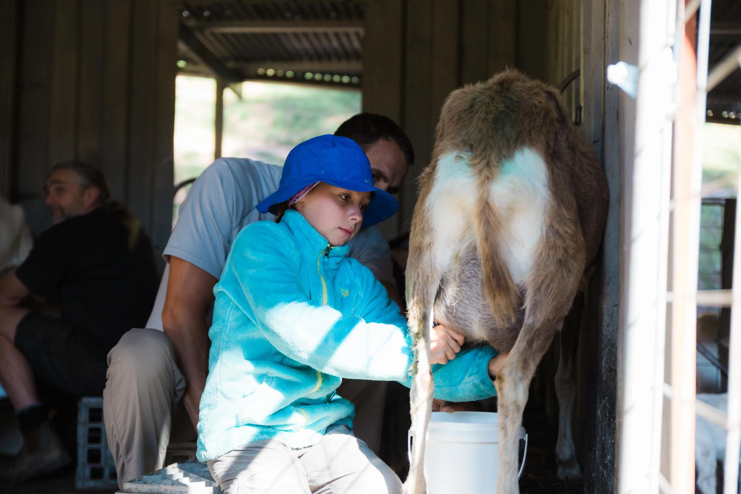Taylor enjoyed her daily 7am morning routine of milking the goats during our one week stay on an organic farm in Cheshunt, Victoria. (Australia) She woke daily at 6am sharp, got dressed, and was ready for Tomas to say it was time to go to work. A true farm girl, she enjoyed learning and participating all week long.