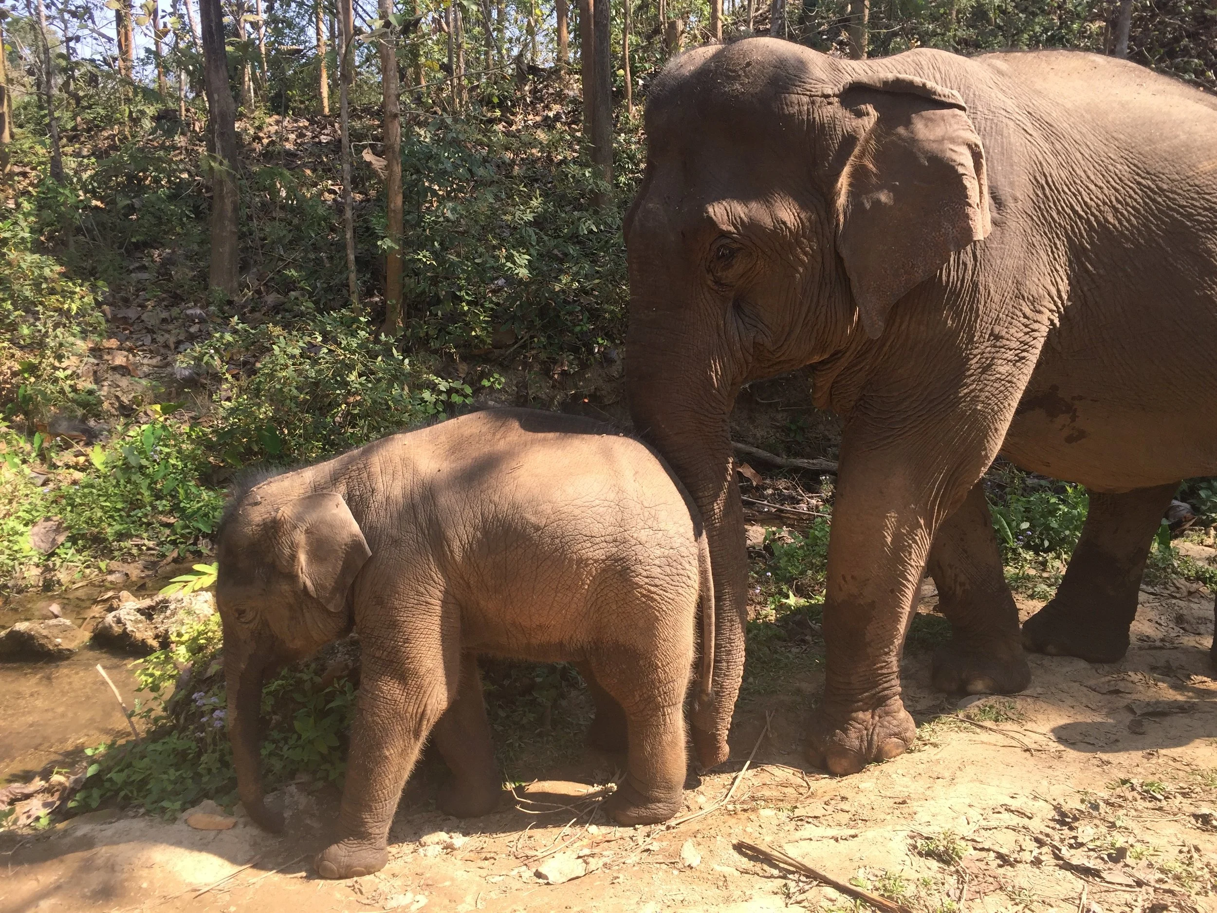 Tonkun, a 34 year old mother, walks with and keeps a close eye on her 1 year old baby boy named Kit. We spent the day walking alongside these beautiful animals in their natural environments, with their mahouts. Being able to feed the elephants bananas and give them an afternoon bath in the Nam Kahn River were highlights of our day at Mandalao. 