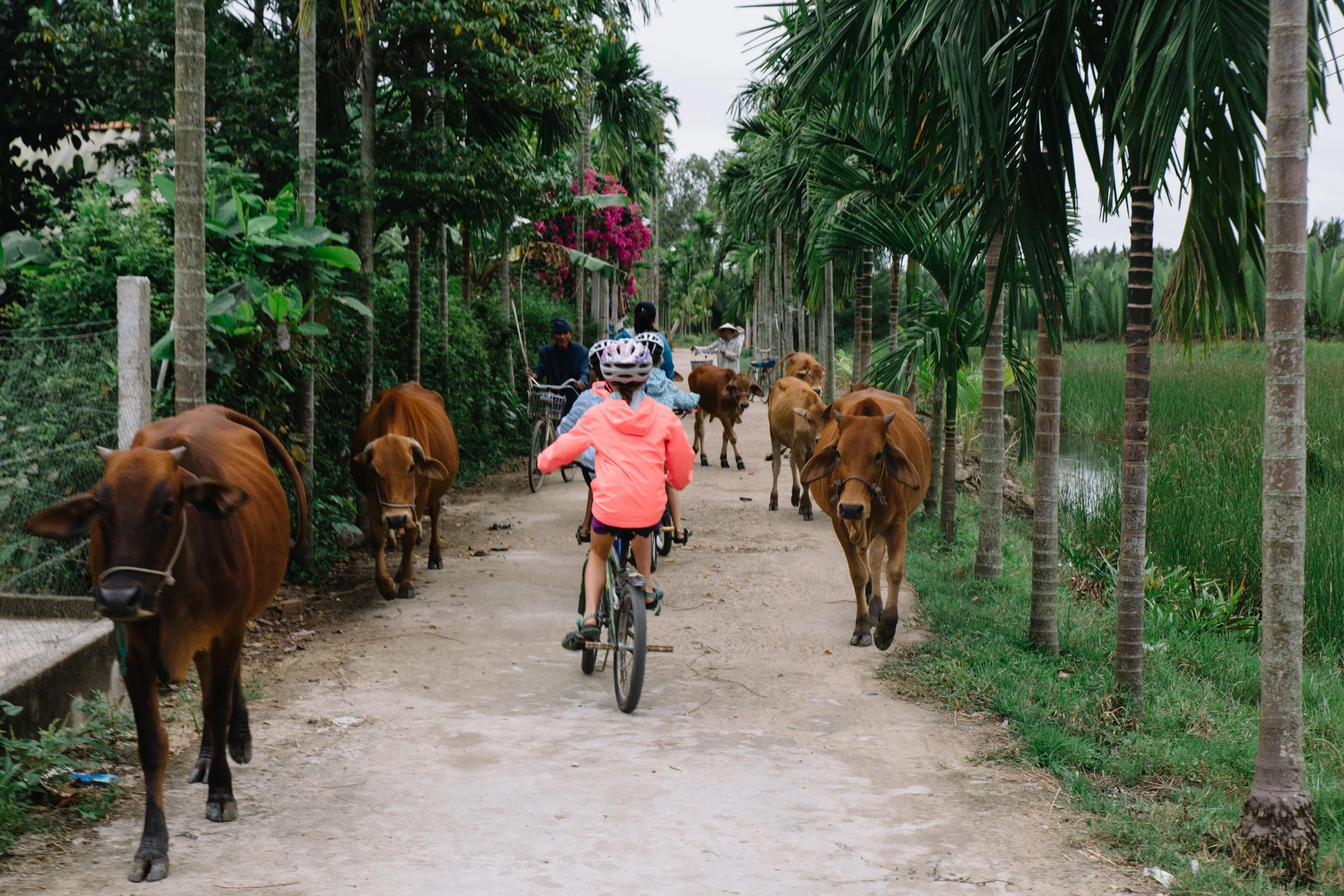 Vietnam Village Life. After a while, you just get used to avoiding whatever you may encounter on the road......including an entire herd of cattle. 