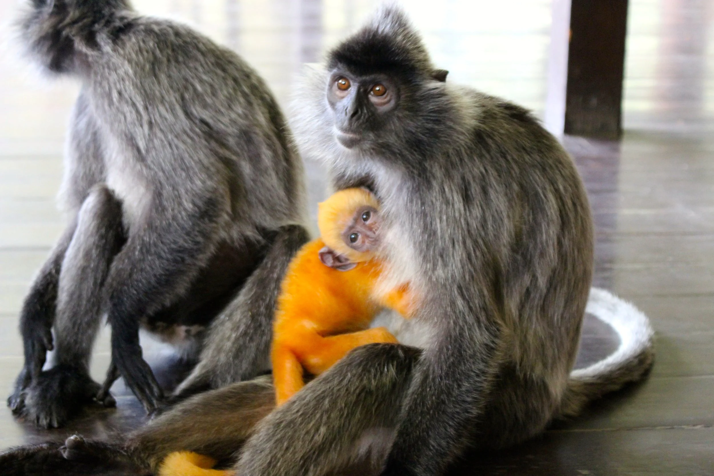 We were so fortunate to visit the Probiscus Monkey Sanctuary while in Borneo and meet our new favorite animal. The Silverleaf Lungur was so sweet, calm, and playful, l even chewing on Taylor's shoes when we encountered them in the wild. The little baby was an amazing bright orange color (no photoshop here) and will change over to a dark grey coat in 4 months time. Beautiful animals and a beuatufl day out in the wild.
