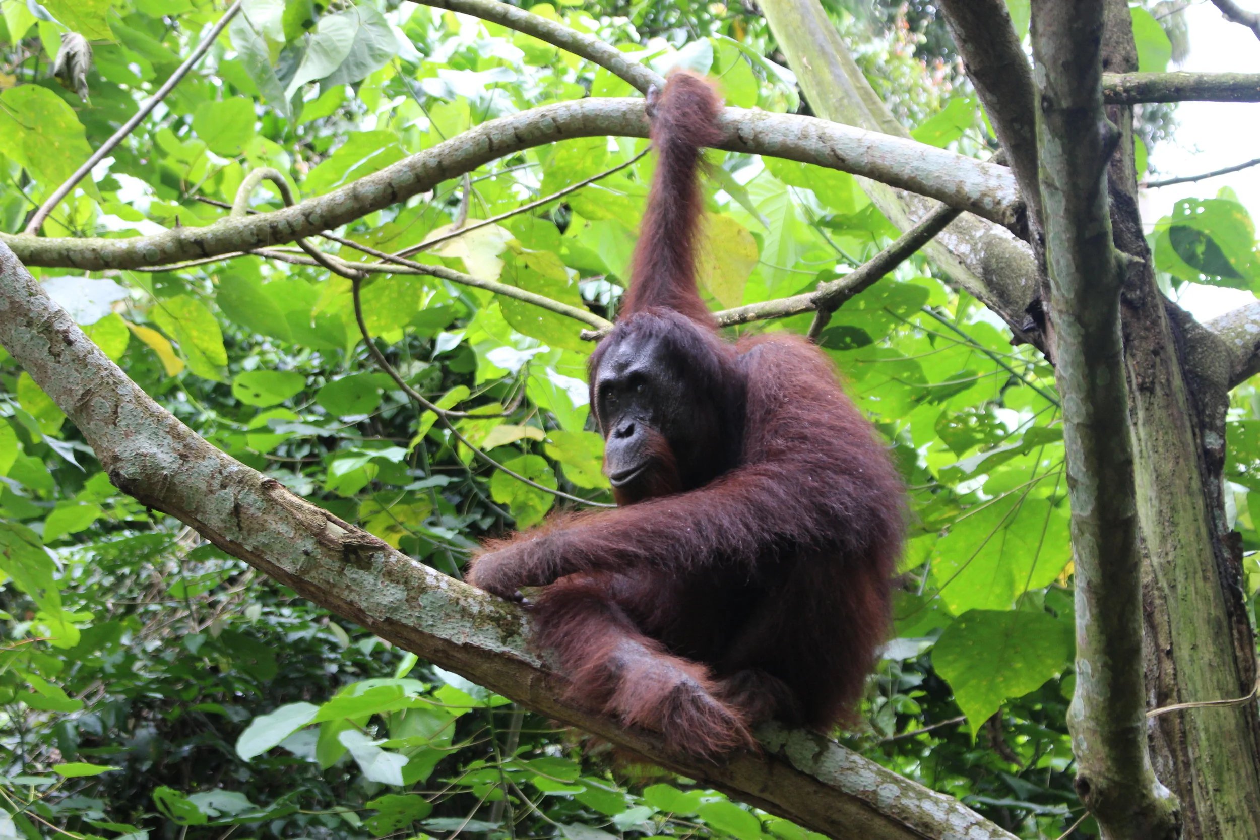 This 20+ year old orangutan suddenly appeared in a tree overhead during our hike exploring the Gomantang Caves in Sandakan. We stood in awe for 15 minutes, at her beauty and fluidity as she swung from limb to limb while watched over her young baby playing. With so few orangutans left in the wild due to hunting and deforestation, this was a rare and very unique encounter we will always cherish. 
