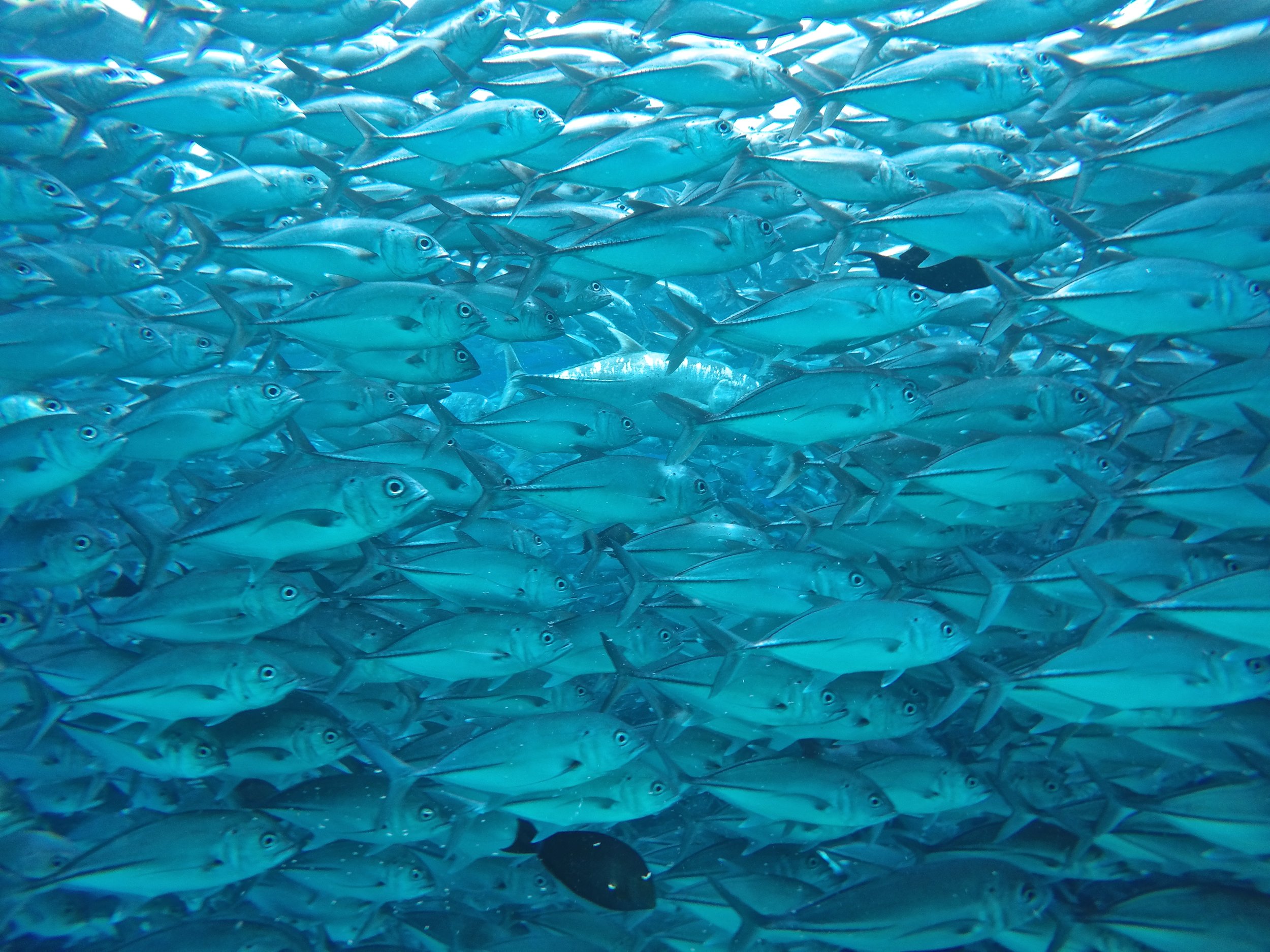 In the middle of a scuba dive on the beautiful Sipidan island, this school of jackfish came and decided to fully surround me. I lost sight of the dive master and my dive partner for just 10 seconds (long enough to pull out the GoPro and get a few photos) which sent me into a mini panic attack. Thankfully the jackfish were just passing by in a very large number, and went along peacefully leaving me to continue on with an amazing dive full of marine life. 