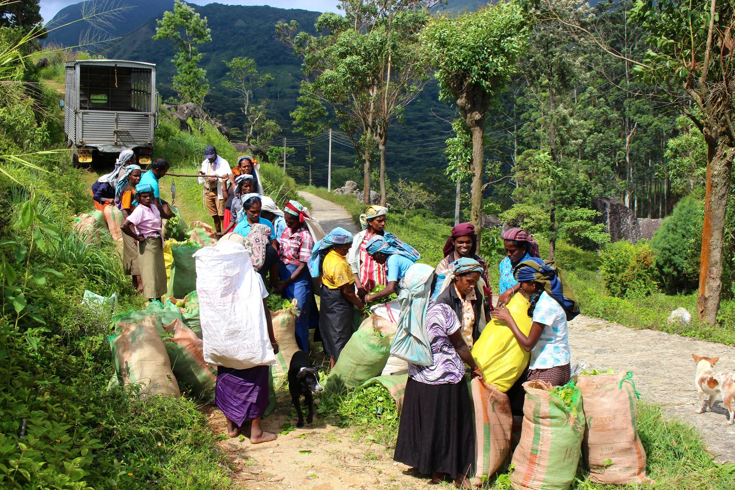 These hard working Tamil women work the beautiful hillside near the Knuckles Mountain Range each day plucking fresh tea leaves to earn an income. The goal is 18kg per day (almost 40lbs) and all the work is all done by hand and in bare feet. 7 days a week, these ladies show up and work to earn an average of $8.00 USD per day. This photo illustrates the final step of the process, as they have hiked up the side of the hill for the official weigh-in and to get paid from their supervisor. 
