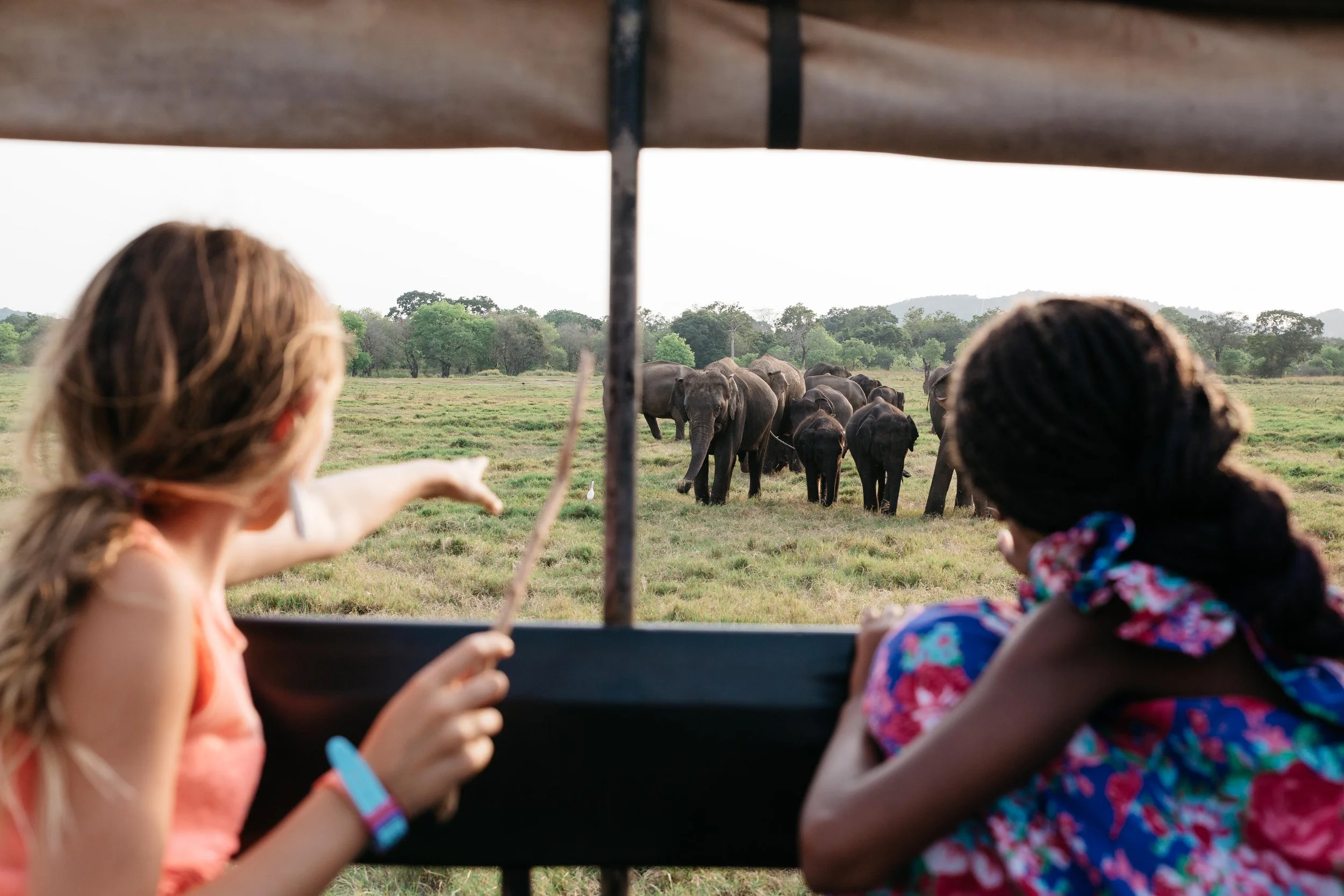 Elephant safari ride thru the beautiful 22,000 acre Minneriya National Park, in the North Central Province of Sri Lanka. We were fortunate to arrive just before sunset, and witness roughly 100 female elephants snacking on the grassy fields and visiting the reservoir for a drink of water. 
