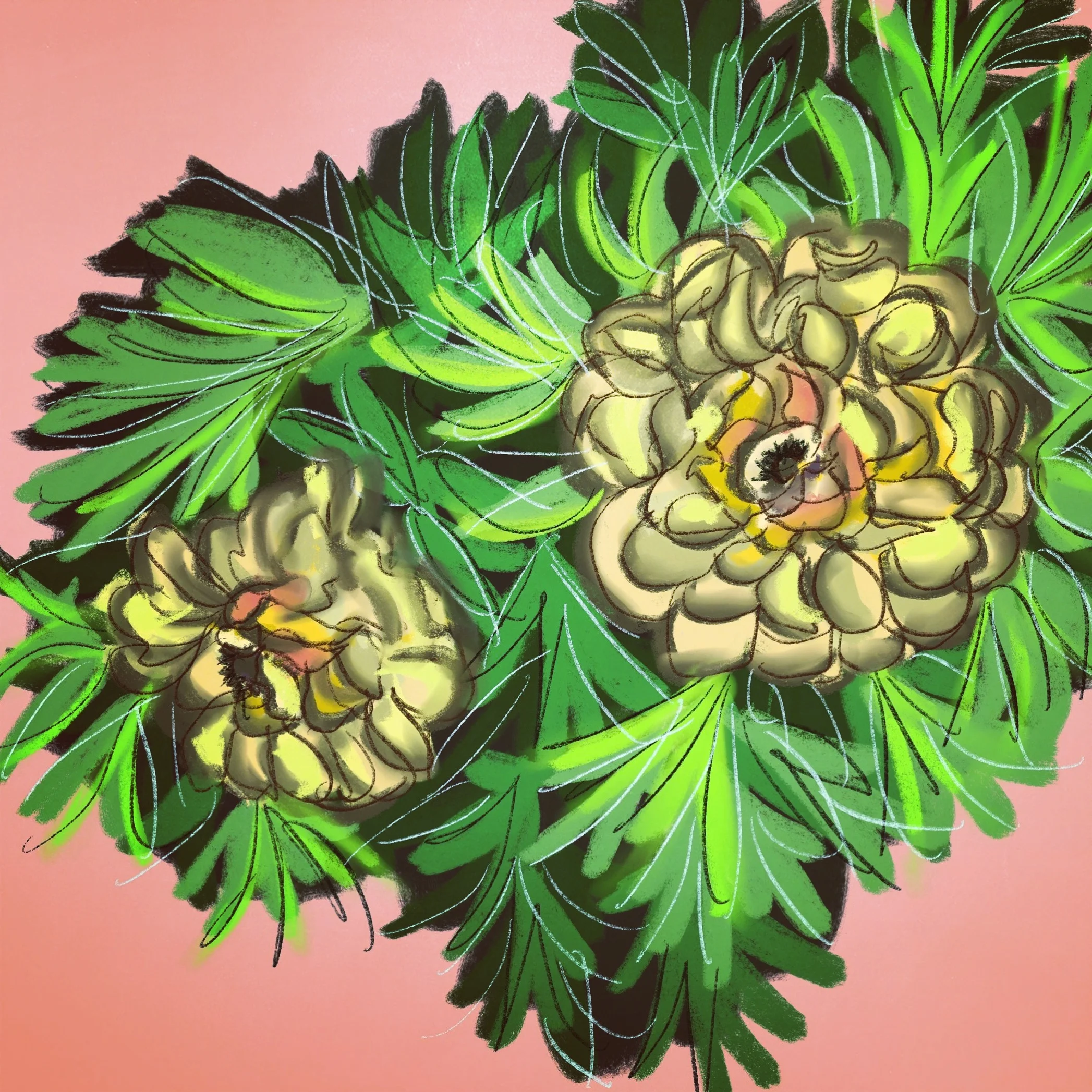 flowerbush.JPG