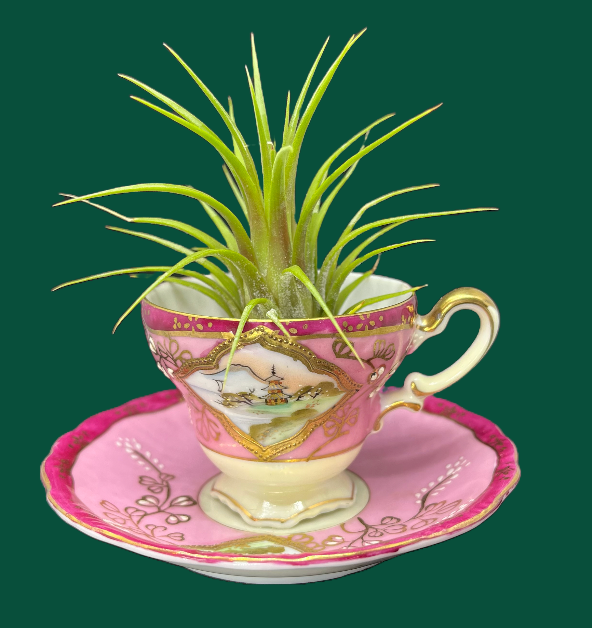 Air Terrarium Pink Tea Cup