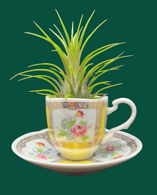 Air Terrarium Yellow Tea Cup