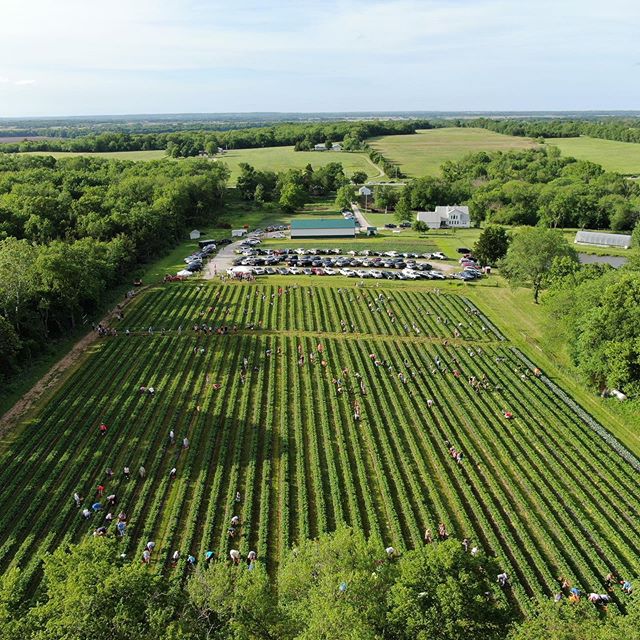 Strawberry picking time!  Follow us on Facebook for picking schedule @wohletz farm u pick strawberry patch