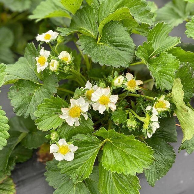 So many blooms!! These will all be ripe strawberries 🍓 in about 35-40 days.😋