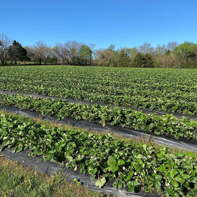 We plan to be open for U Pick strawberries, and possibly pre-picked orders, mid to late May. The picking may look different this year because of Covid-19 but the strawberries remain sweet! We love our picking family and know this time has been hard f