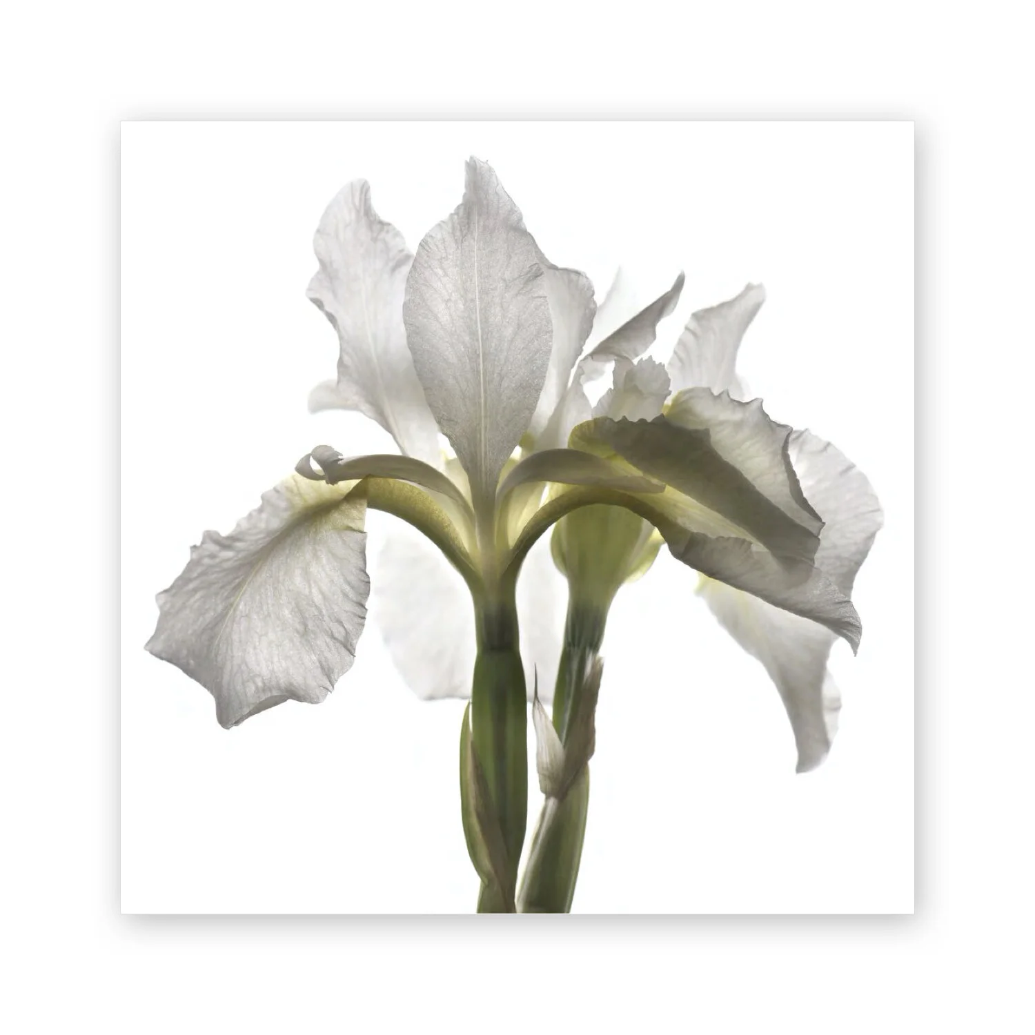 Botanical W 30