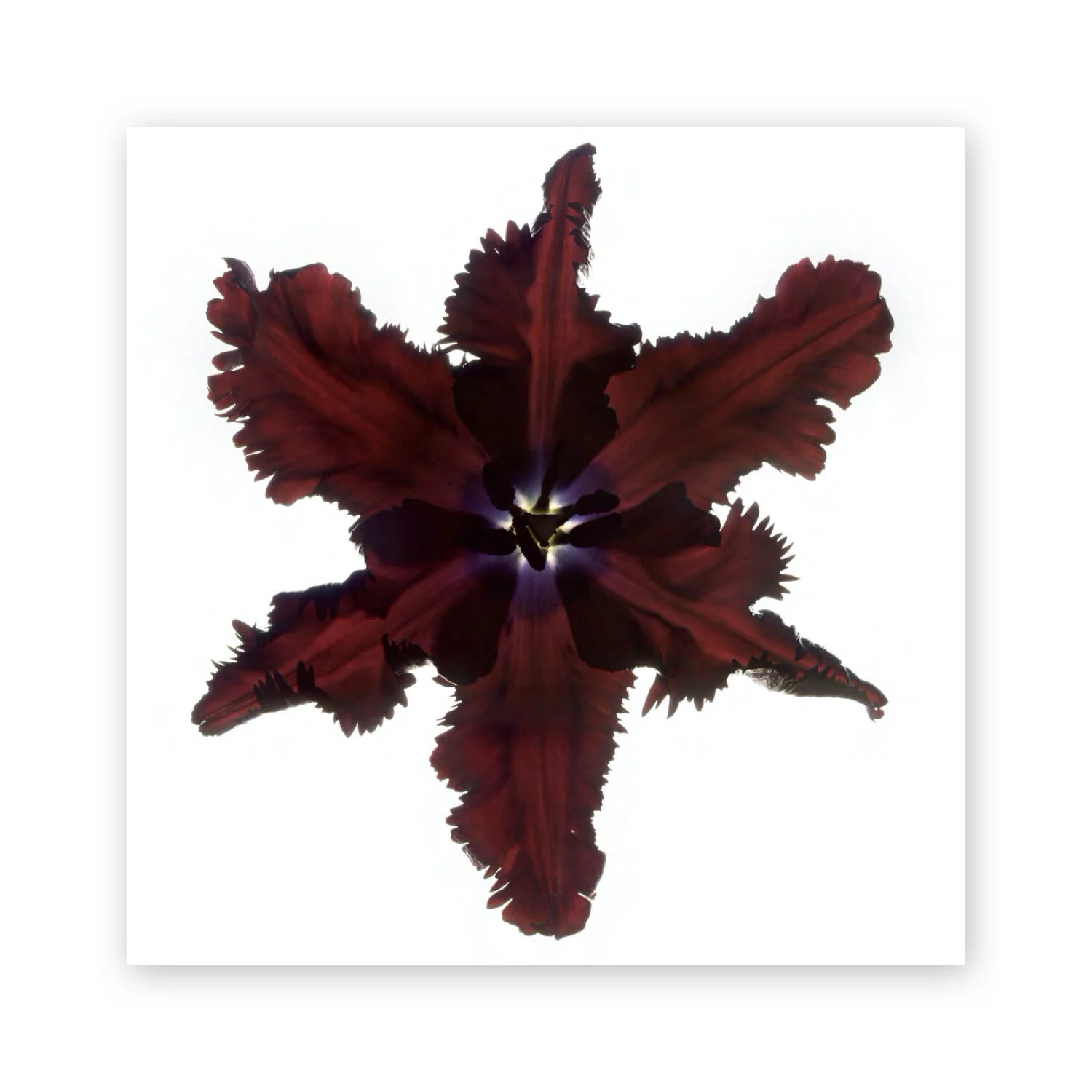 Botanical W 44