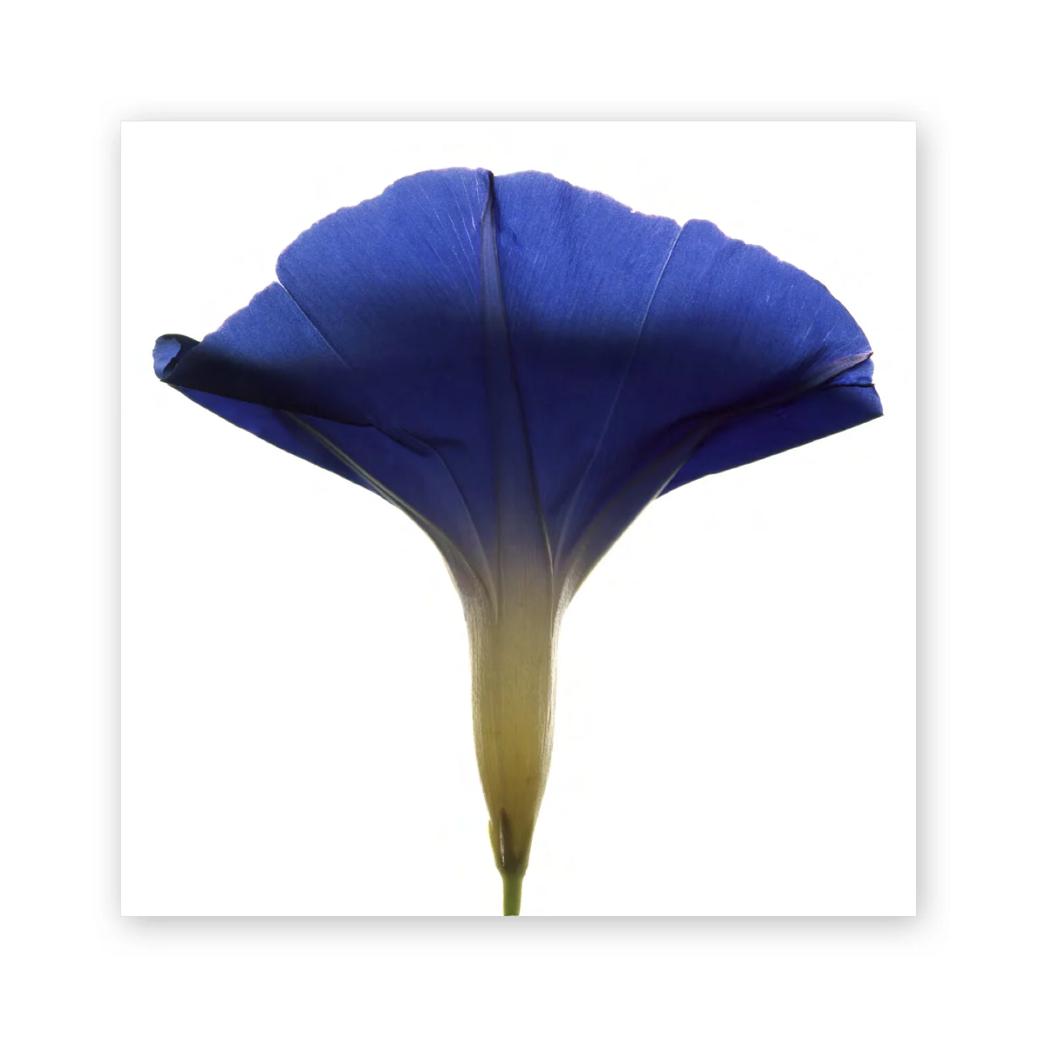 Botanical W 58
