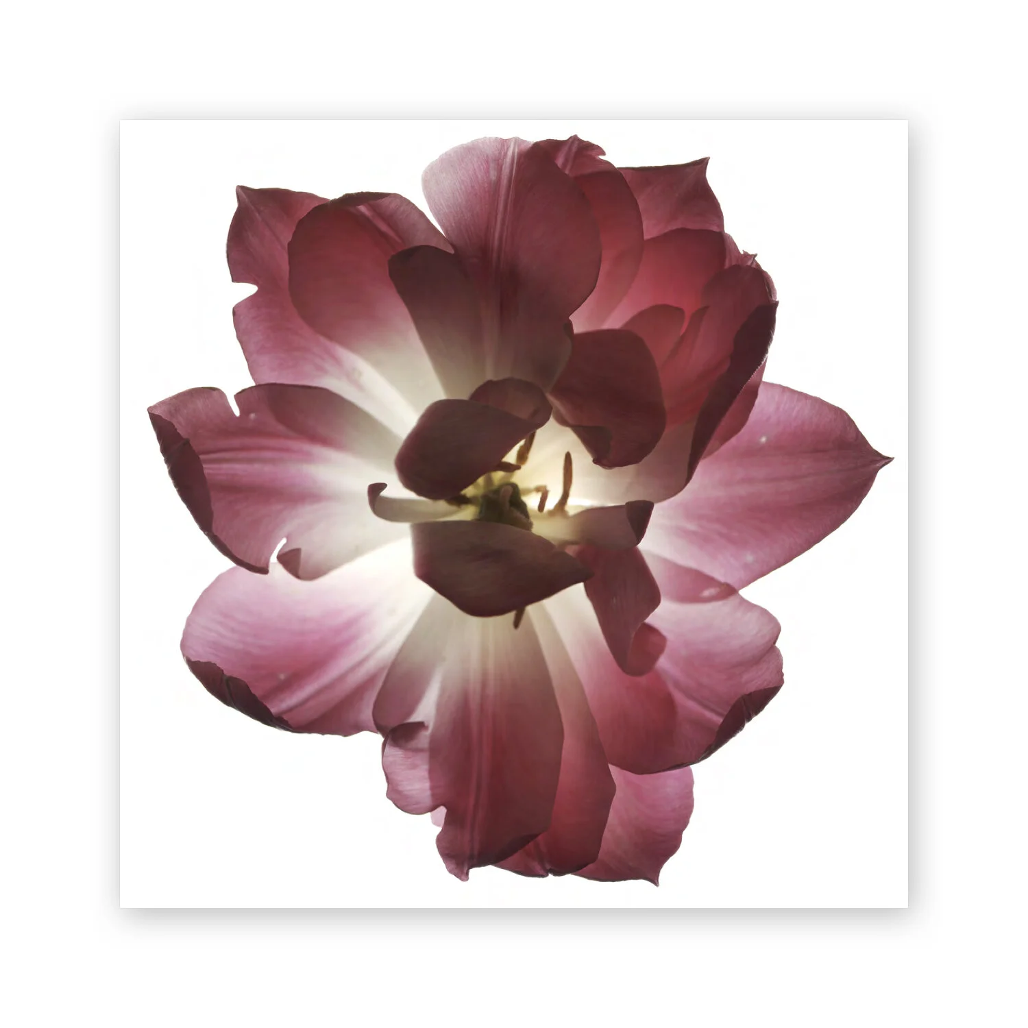 Botanical W 60
