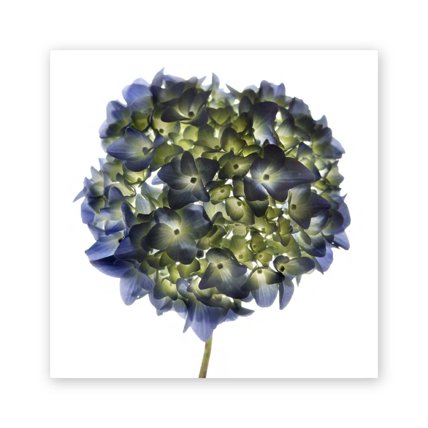 Botanical W 68